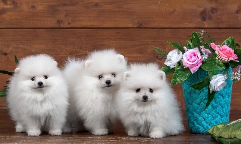 Обои цветы, розы, пушистые, белые, щенки, трио, шпицы, flowers, roses, fluffy, white, puppies, trio, spitz разрешение 3000x1917 Загрузить