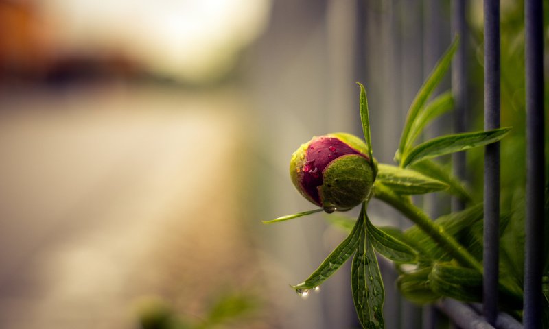 Обои фон, цветок, капли, забор, размытость, бутон, пион, background, flower, drops, the fence, blur, bud, peony разрешение 2048x1365 Загрузить