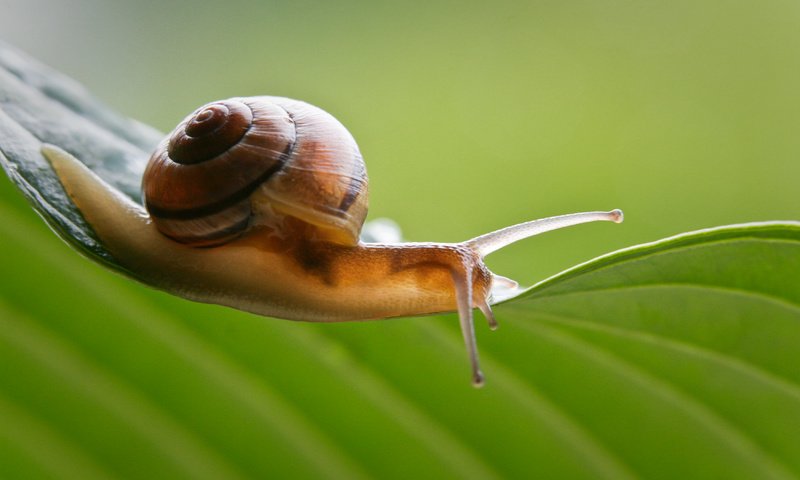 Обои фон, лист, усики, улитка, раковина, брюхоногий моллюск, background, sheet, antennae, snail, sink разрешение 3504x2254 Загрузить