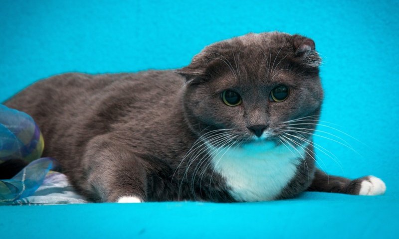Обои кот, кошка, серый, голубой фон, шотландский вислоухий, cat, grey, blue background, scottish fold разрешение 2880x1620 Загрузить