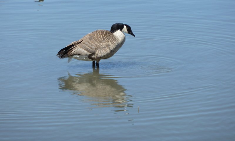 Обои вода, птица, канада, гусь, птаха, canada goose, water, bird, canada, goose разрешение 4000x3000 Загрузить