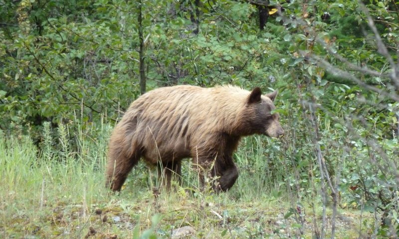 Обои канада, альберта, гризли, провинция альберта, grizzly bear, waterton national park, медведь., уотертон, национальный парк уотертон, canada, albert, grizzly, alberta, bear., waterton, national park waterton разрешение 4000x3000 Загрузить