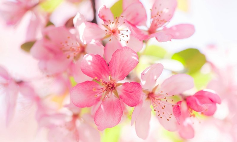 Обои цветение, макро, яблоня, цветки, flowering, macro, apple, flowers разрешение 2048x1254 Загрузить