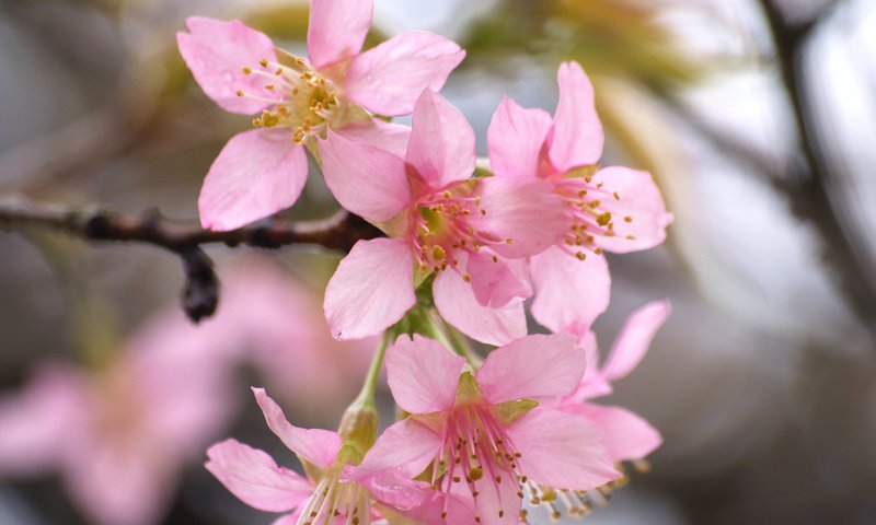 Обои цветение, весна, сакура, blossom, весенние, flowering trees, flowering, spring, sakura разрешение 3264x2262 Загрузить