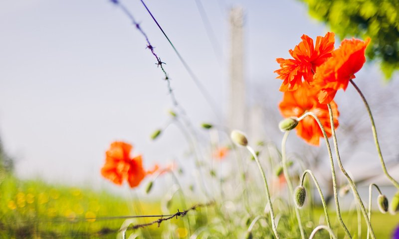 Обои цветы, природа, маки, flowers, nature, maki разрешение 2048x1365 Загрузить