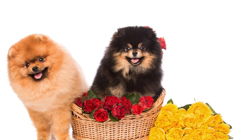 Обои цветы, розы, взгляд, пушистые, корзина, песики, шпиц, flowers, roses, look, fluffy, basket, dogs, spitz разрешение 4500x3000 Загрузить