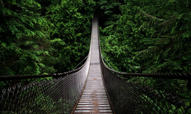 Обои деревья, природа, лес, мост, подвесной мост, trees, nature, forest, bridge, suspension bridge разрешение 2560x1440 Загрузить