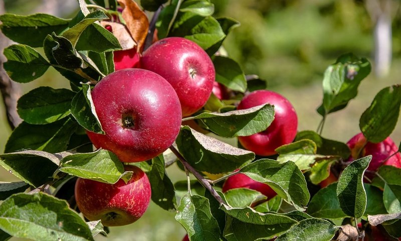 Обои ветка, листья, фрукты, яблоки, плоды, branch, leaves, fruit, apples разрешение 2048x1344 Загрузить