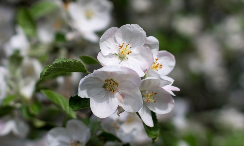 Обои цветение, листья, макро, лепестки, весна, яблоня, боке, flowering, leaves, macro, petals, spring, apple, bokeh разрешение 2400x1600 Загрузить