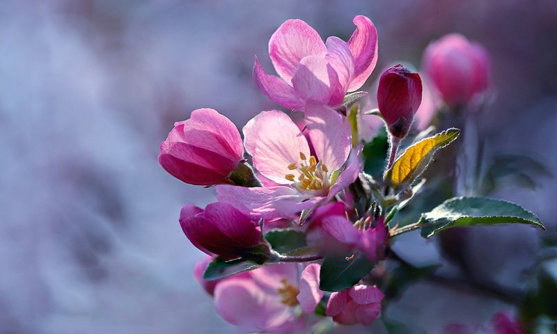 Обои ветка, цветение, макро, яблоня, цветки, branch, flowering, macro, apple, flowers разрешение 2048x1365 Загрузить