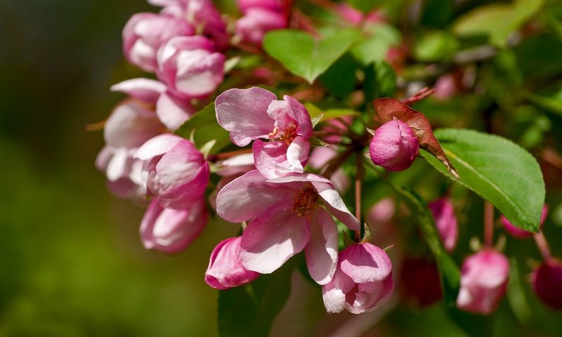 Обои ветка, макро, яблоня, branch, macro, apple разрешение 1920x1278 Загрузить