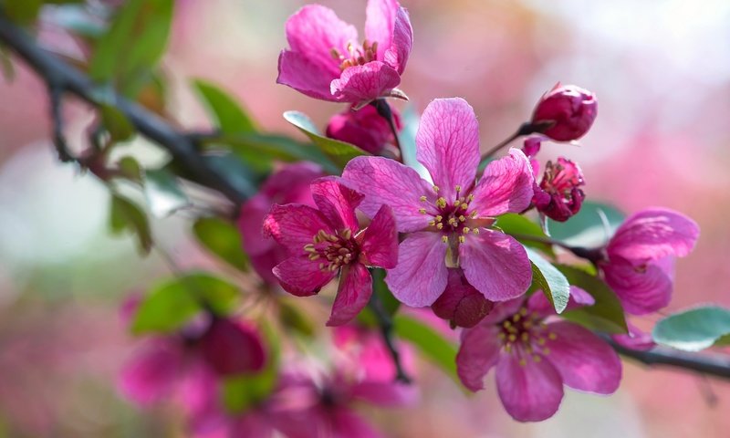 Обои ветка, макро, розовый, яблоня, branch, macro, pink, apple разрешение 2048x1367 Загрузить