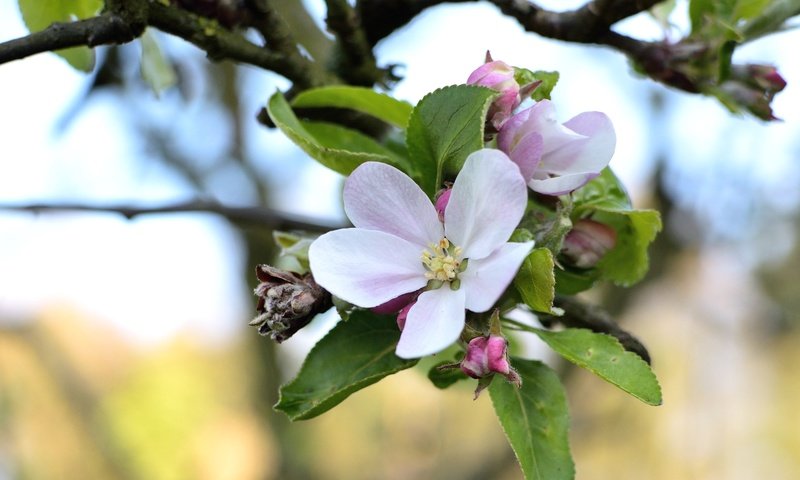 Обои ветка, цветение, макро, весна, яблоня, branch, flowering, macro, spring, apple разрешение 2400x1600 Загрузить