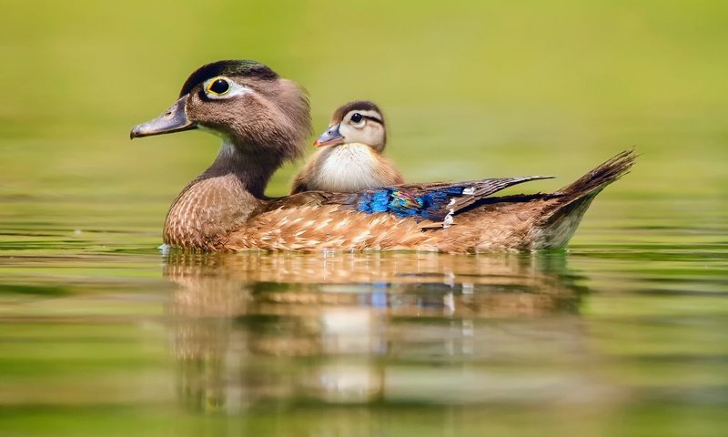 Обои вода, птицы, утки, утка, утенок, baby duck, water, birds, duck разрешение 2048x1357 Загрузить