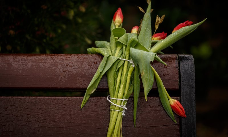 Обои цветы, фон, лепестки, скамейка, букет, тюльпаны, стебли, flowers, background, petals, bench, bouquet, tulips, stems разрешение 5516x3677 Загрузить