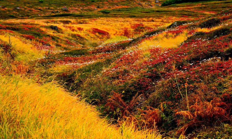 Обои цветы, трава, япония, хоккайдо, ландшафт, asahidake, flowers, grass, japan, hokkaido, landscape разрешение 3000x2000 Загрузить