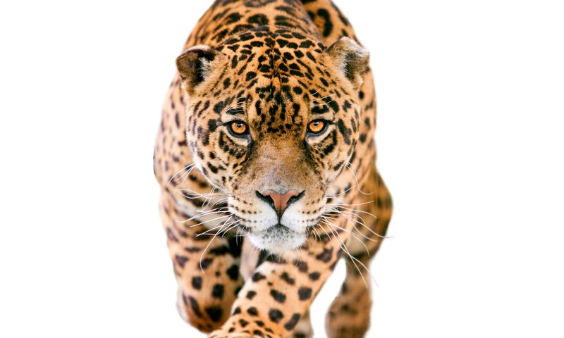 Обои морда, взгляд, хищник, ягуар, белый фон, размытие, пятнистый, крадётся, face, look, predator, jaguar, white background, blur, spotted, sneaks разрешение 5000x4000 Загрузить
