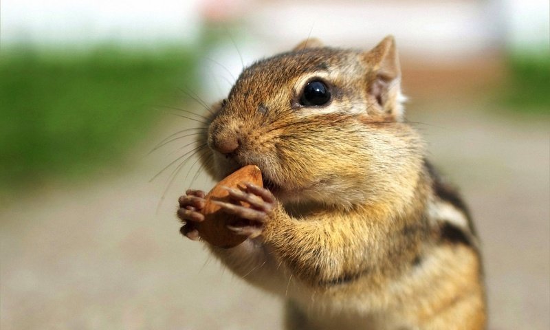 Обои орех, бурундук, ест, walnut, chipmunk, eating разрешение 1920x1200 Загрузить