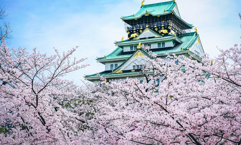 Обои замок, пагода, япония, сакура, castle, pagoda, japan, sakura разрешение 2048x1365 Загрузить