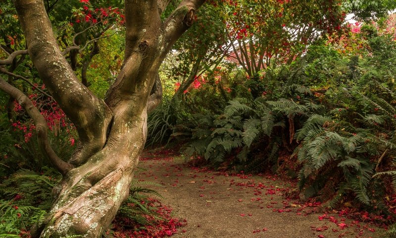 Обои деревья, кусты, сад, тропинка, новая зеландия, отаго, dunedin botanic gardens, trees, the bushes, garden, path, new zealand, otago разрешение 2880x1800 Загрузить