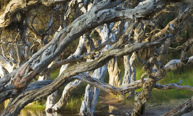 Обои деревья, лес, австралия, олбани, melaleuca, пляж нормана, trees, forest, australia, albany, beach norman разрешение 1920x1080 Загрузить