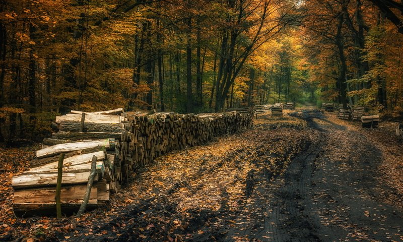 Обои дорога, деревья, природа, лес, осень, дрова, road, trees, nature, forest, autumn, wood разрешение 1920x1223 Загрузить