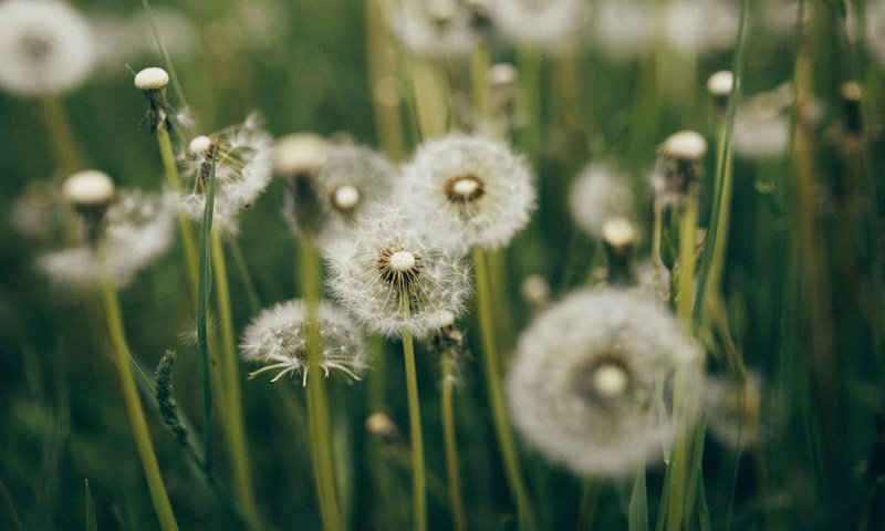 Обои трава, много, одуванчики, grass, a lot, dandelions разрешение 2880x1923 Загрузить