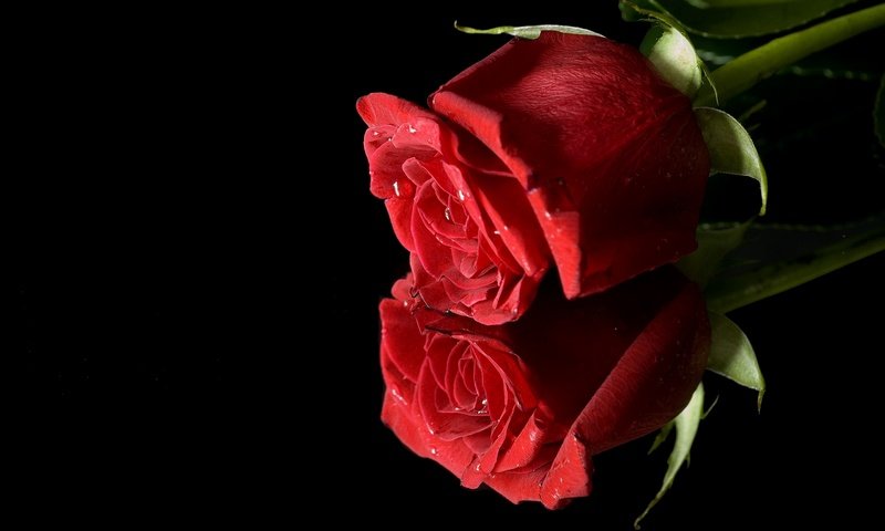 Обои макро, отражение, цветок, роза, красный, бутон, черный фон, macro, reflection, flower, rose, red, bud, black background разрешение 2048x1339 Загрузить