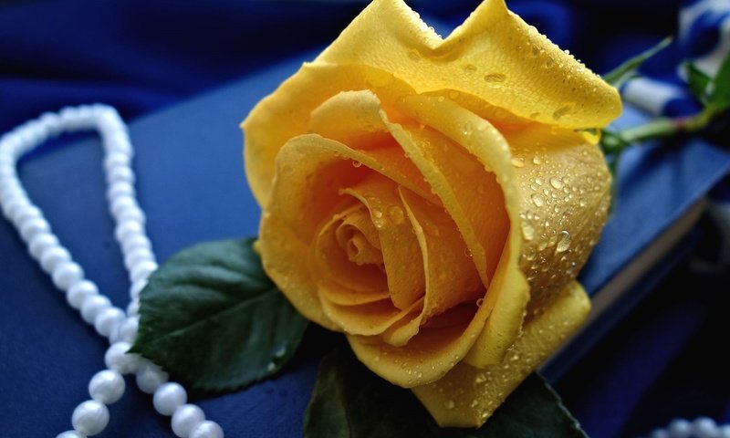 Обои желтый, капли, роза, бутон, ожерелье, yellow, drops, rose, bud, necklace разрешение 1920x1276 Загрузить