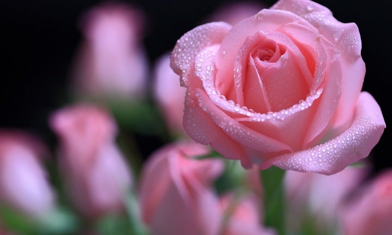 Обои макро, капли, роза, лепестки, нежность, macro, drops, rose, petals, tenderness разрешение 1920x1242 Загрузить