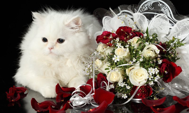 Обои кот, розы, кошка, пушистый, белый, букет, cat, roses, fluffy, white, bouquet разрешение 4368x2912 Загрузить