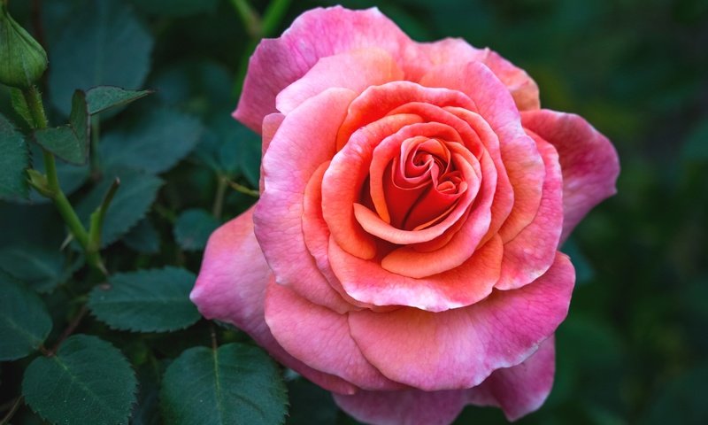 Обои макро, цветок, роза, розовый, macro, flower, rose, pink разрешение 2400x1600 Загрузить