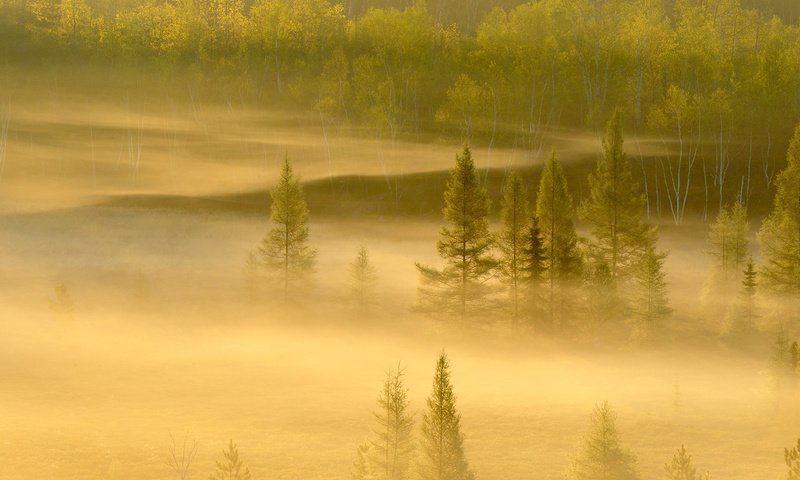 Обои деревья, лес, туман, канада, онтарио, садбери, trees, forest, fog, canada, ontario, sudbury разрешение 1920x1200 Загрузить