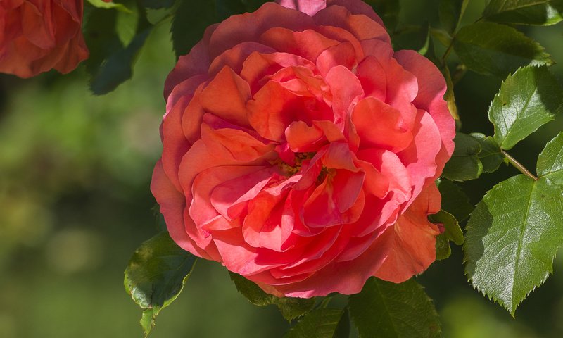 Обои макро, роза, лепестки, красная, красота, macro, rose, petals, red, beauty разрешение 1920x1286 Загрузить