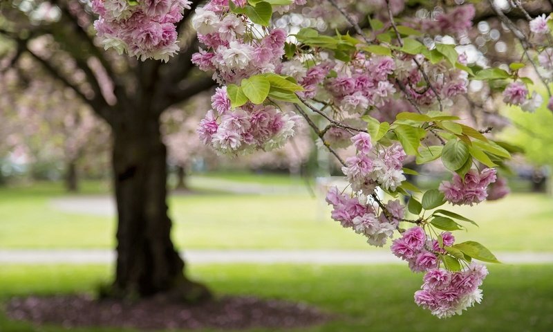 Обои ветка, дерево, сакура, branch, tree, sakura разрешение 1920x1279 Загрузить