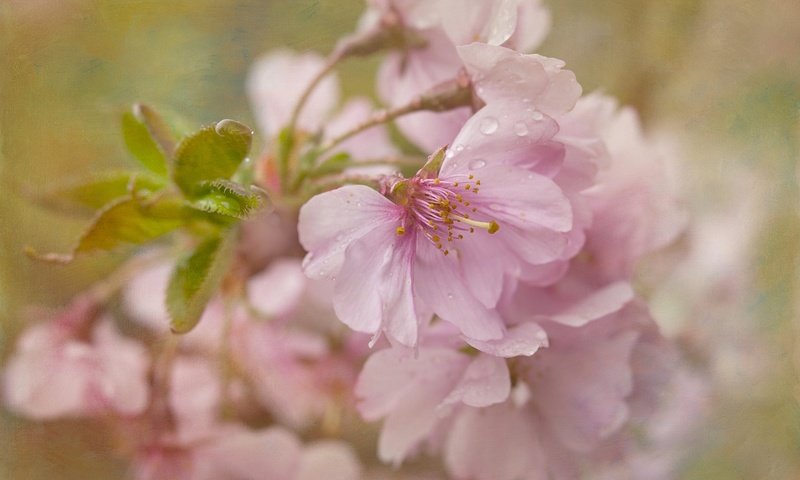 Обои цветение, текстура, макро, вишня, сакура, цветки, flowering, texture, macro, cherry, sakura, flowers разрешение 2048x1365 Загрузить