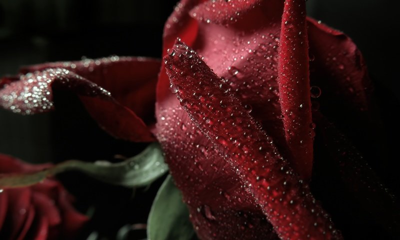 Обои макро, капли, роза, лепестки, красная, боке, тёмно красный, macro, drops, rose, petals, red, bokeh, dark red разрешение 4000x3000 Загрузить