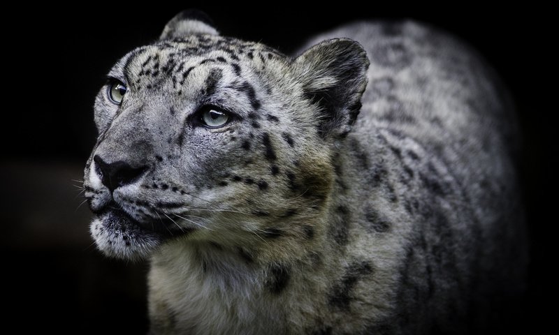 Обои фон, кошка, взгляд, снежный барс, ирбис, background, cat, look, snow leopard, irbis разрешение 2048x1462 Загрузить