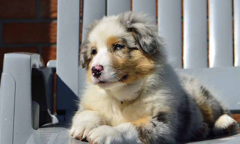 Обои собака, стул, щенок, австралийская овчарка, dog, chair, puppy, australian shepherd разрешение 2048x1365 Загрузить