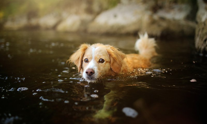 Обои вода, мордочка, взгляд, собака, щенок, water, muzzle, look, dog, puppy разрешение 2048x1365 Загрузить