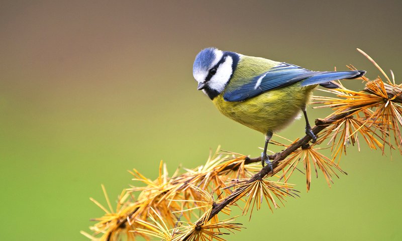 Обои ветка, птица, сосна, синица, лазоревка, branch, bird, pine, tit, blue tit разрешение 2046x1264 Загрузить