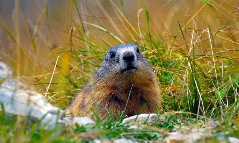 Обои трава, альпы, сурок, грызун, байбак, grass, alps, marmot, rodent, baybak разрешение 1920x1080 Загрузить