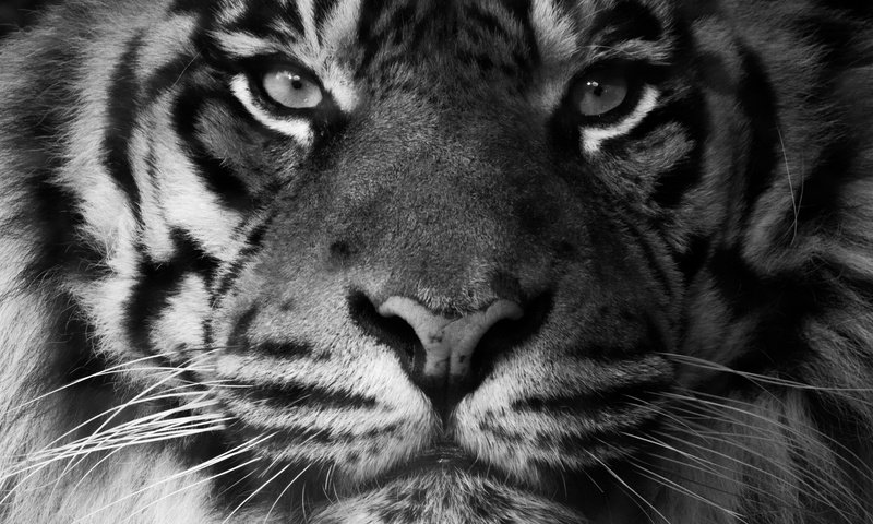 Обои тигр, морда, взгляд, хищник, суматранский тигр, tiger, face, look, predator, sumatran tiger разрешение 2048x1365 Загрузить