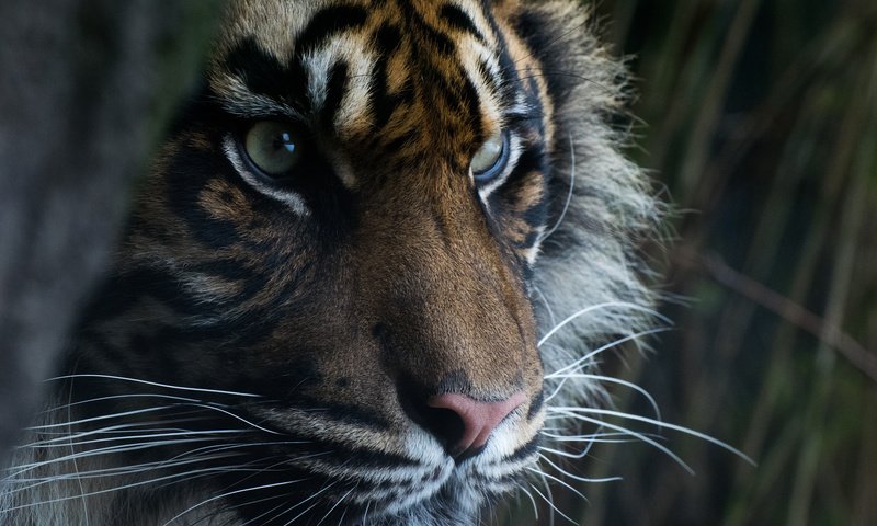Обои тигр, глаза, морда, взгляд, хищник, суматранский тигр, tiger, eyes, face, look, predator, sumatran tiger разрешение 2048x1365 Загрузить