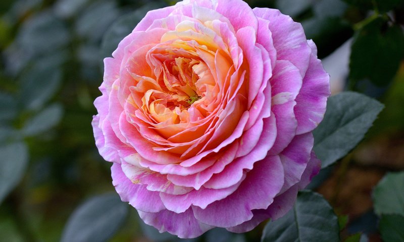 Обои макро, цветок, роза, бутон, macro, flower, rose, bud разрешение 3600x2384 Загрузить