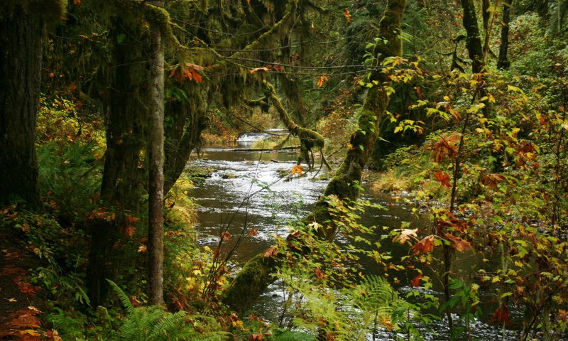 Обои деревья, парк, ручей, кусты, осень, сша, silver falls state park, trees, park, stream, the bushes, autumn, usa разрешение 2048x1365 Загрузить