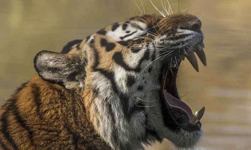 Обои тигр, морда, клыки, хищник, зубы, зверь, пасть, дикая кошка, tiger, face, fangs, predator, teeth, beast, mouth, wild cat разрешение 4429x3505 Загрузить