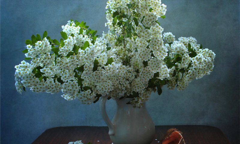 Обои белый, ваза, кувшин, ракушка, спирея, таволга, white, vase, pitcher, shell, spiraea, meadowsweet разрешение 1920x1388 Загрузить