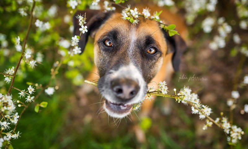 Обои цветы, природа, взгляд, собака, весна, друг, flowers, nature, look, dog, spring, each разрешение 1920x1280 Загрузить