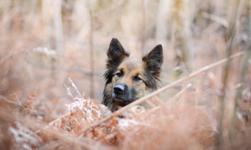 Обои морда, трава, взгляд, собака, друг, немецкая овчарка, овчарка, face, grass, look, dog, each, german shepherd, shepherd разрешение 2560x1484 Загрузить